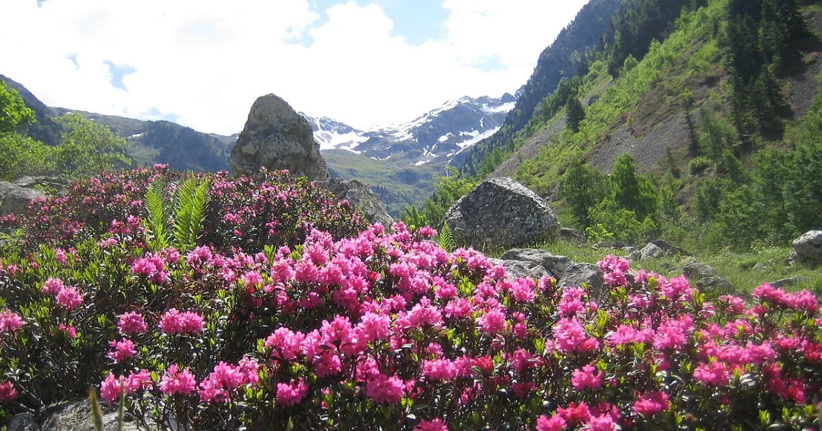 Rhododendron Trail