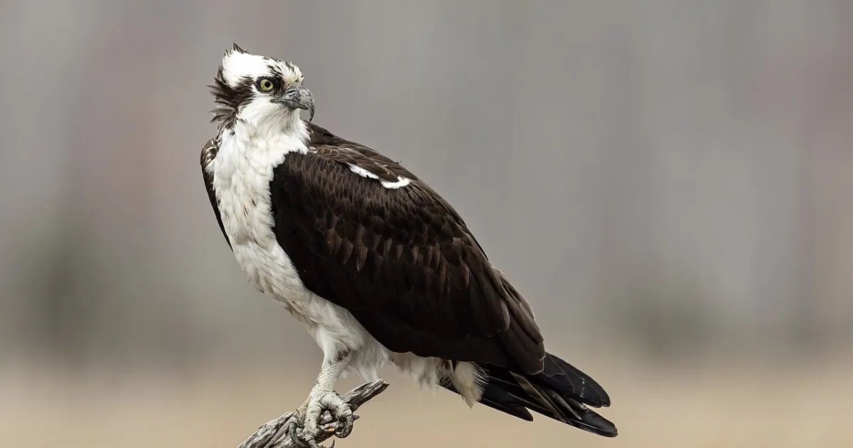 Osprey Loop