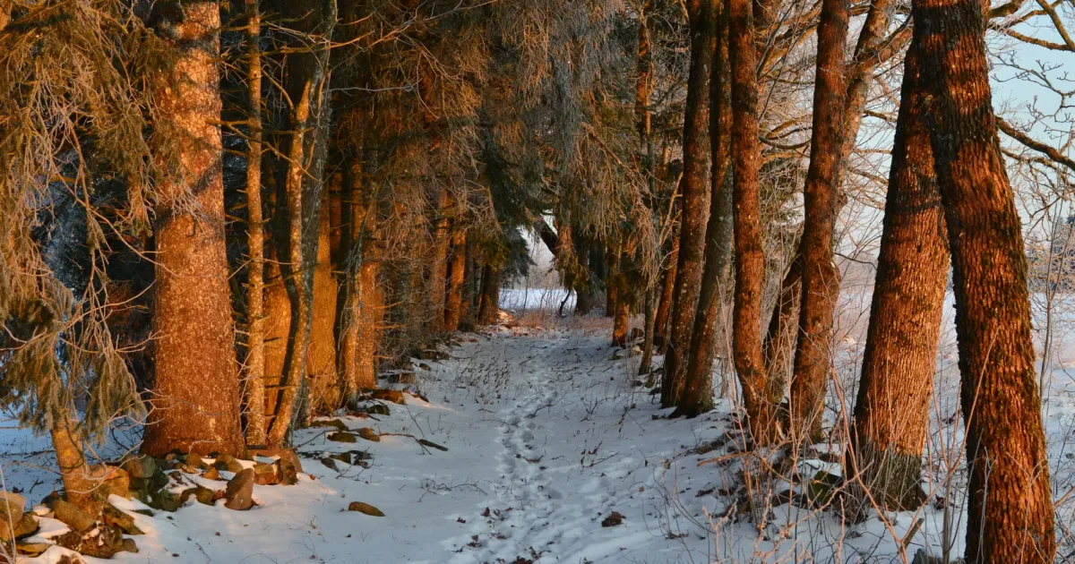Mertz Grade Trail