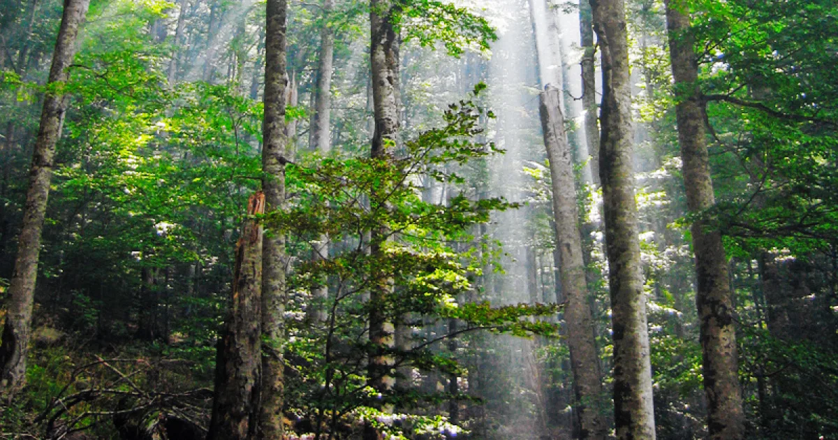 Old Growth Forest Pathway