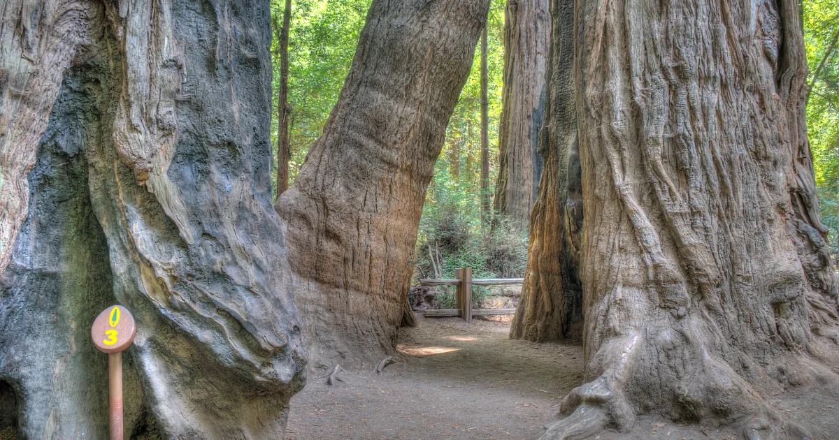 Redwood Grove Loop