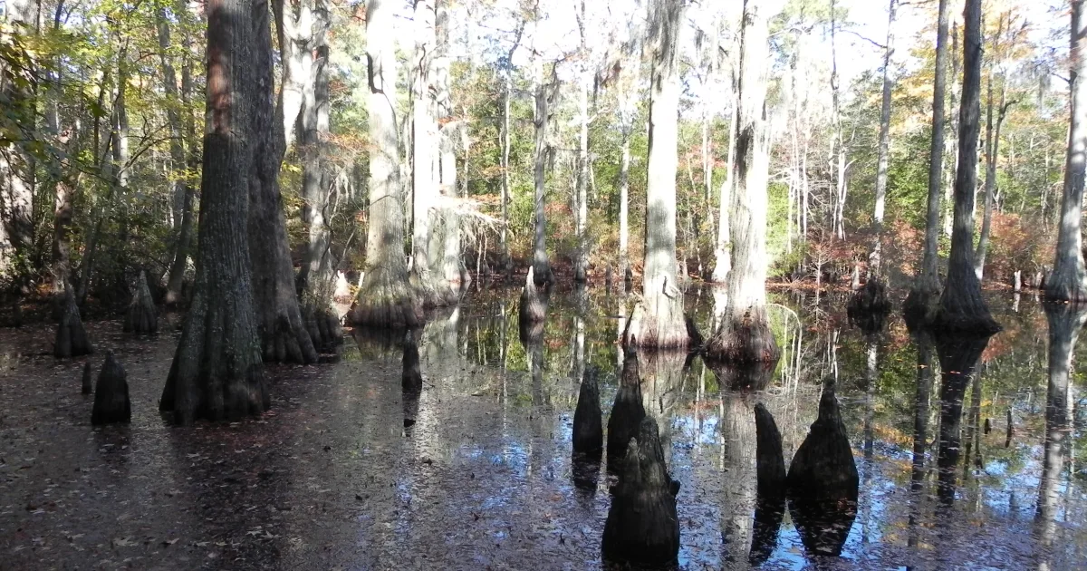 Cypress Swamp Trail