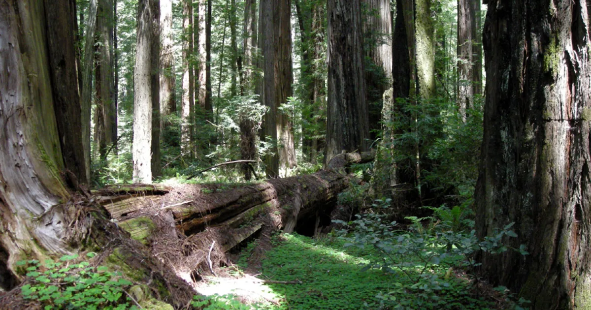 Founders Grove Nature Loop