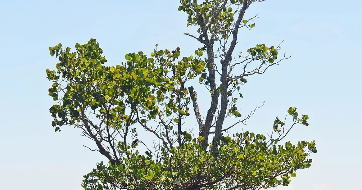 Mangrove Trail