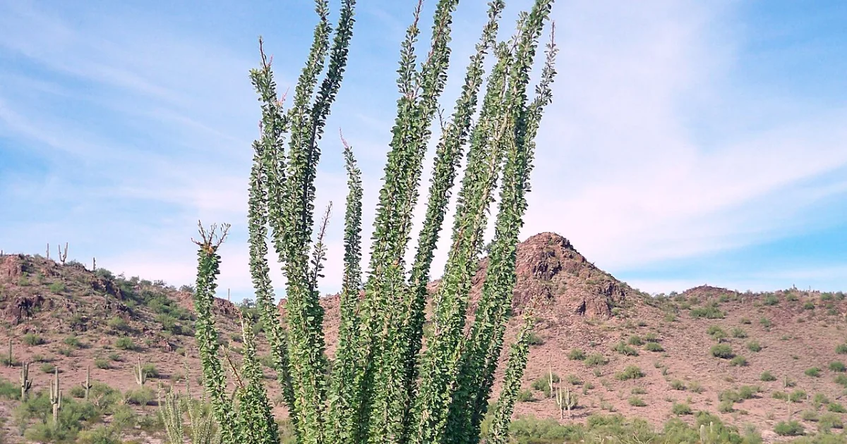 Ocotillo Trail