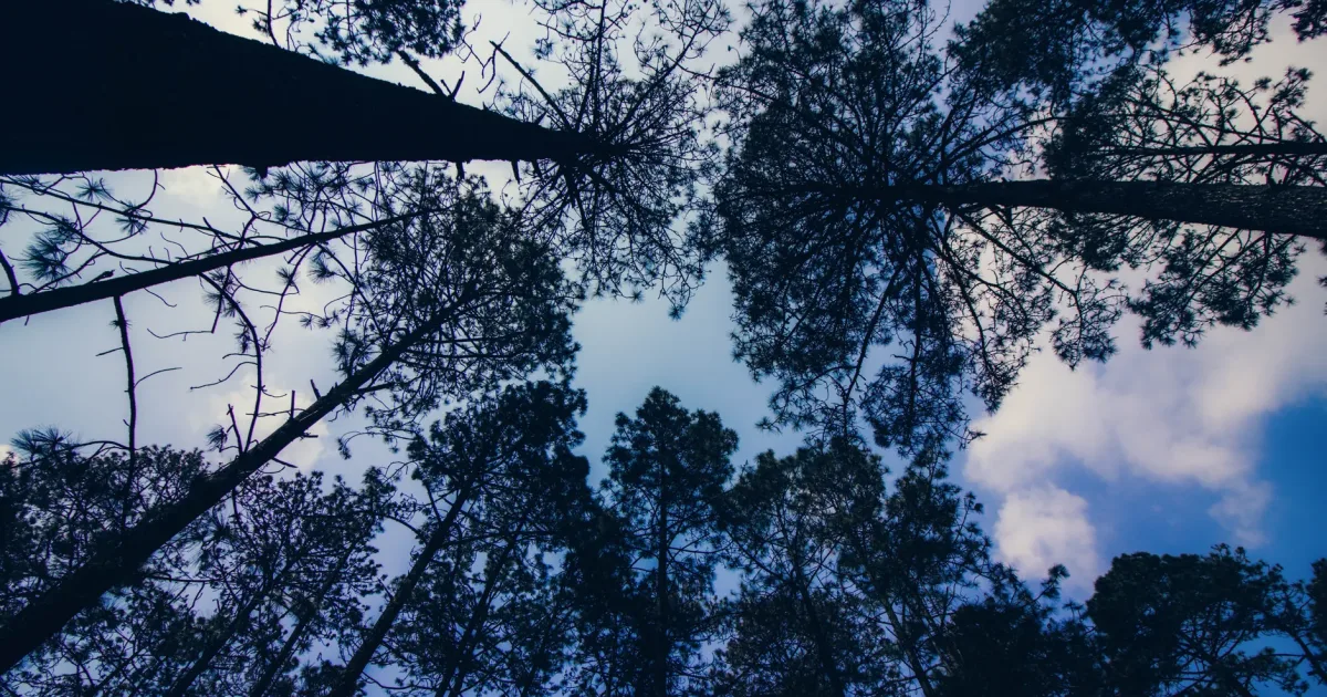 Kisatchie Hills Wilderness Trail