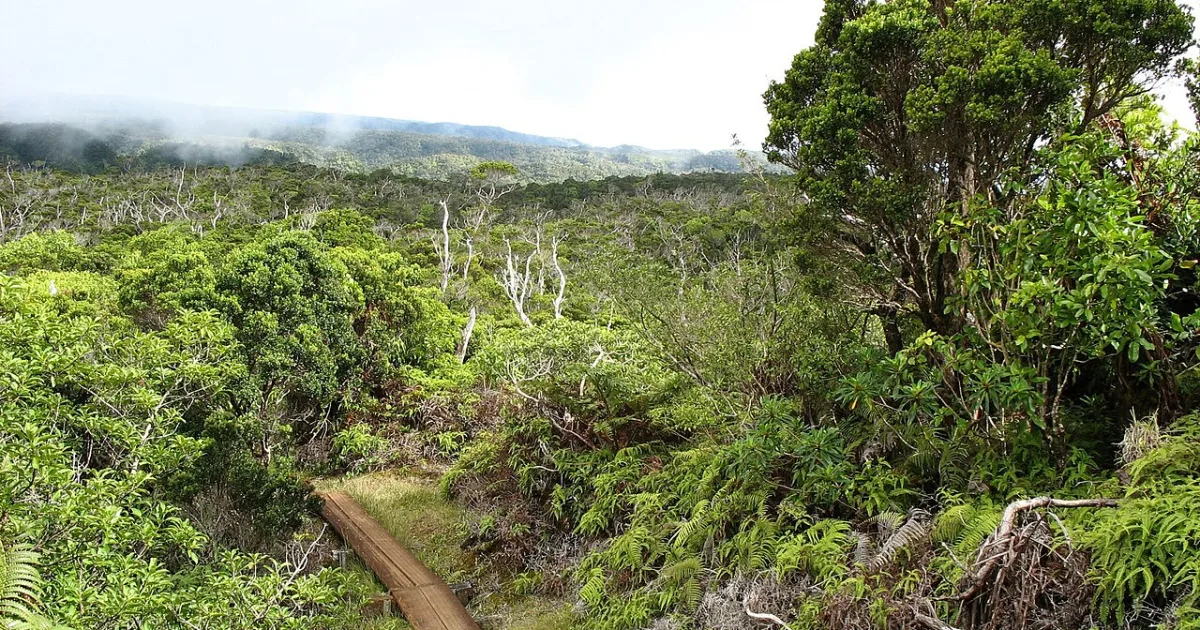 Alakai Swamp Trail