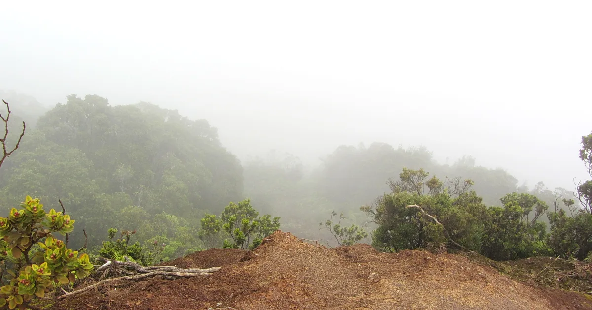 Pihea Trail