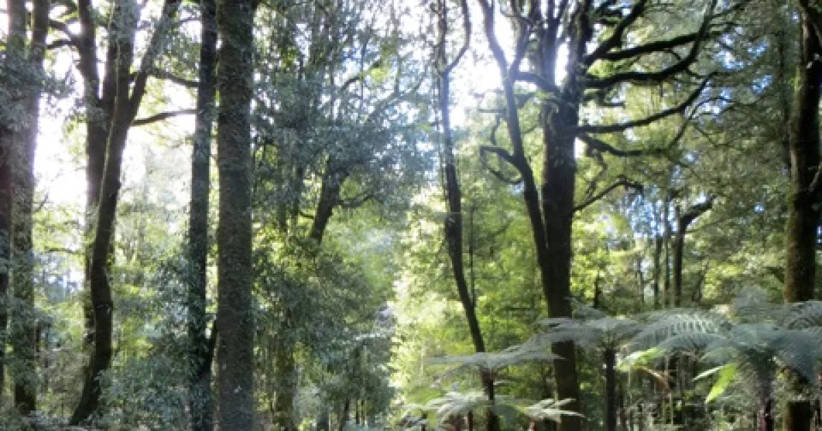 Timber Trail