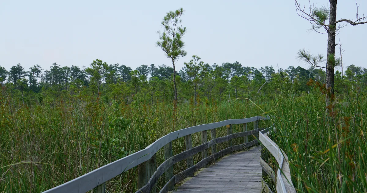 River Scene Trail