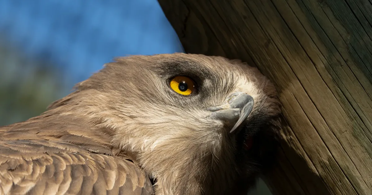 Eagle Eye Shelter Trail