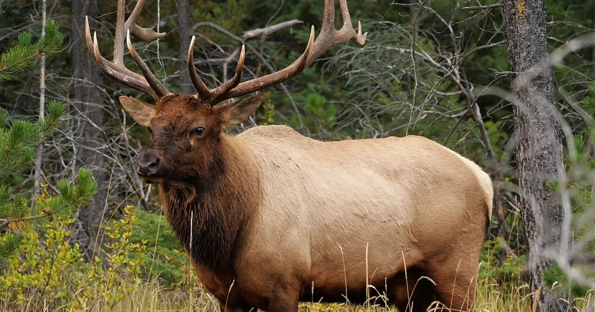 Wapiti Trail