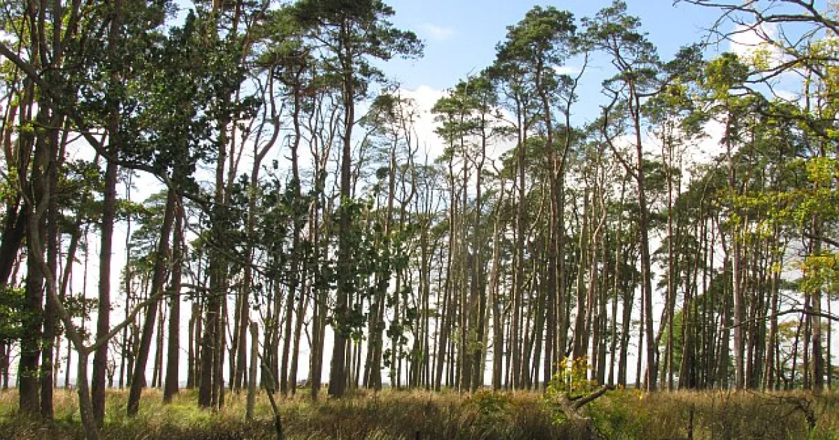 Woodland Trail