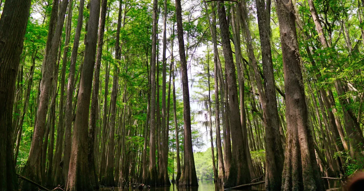 Ottine Swamp Trail