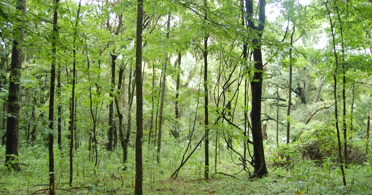 Bolen Bluff Trail