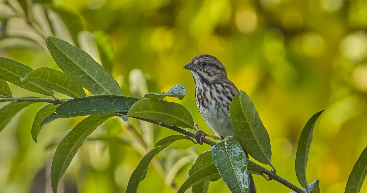 Meadow Song Trail