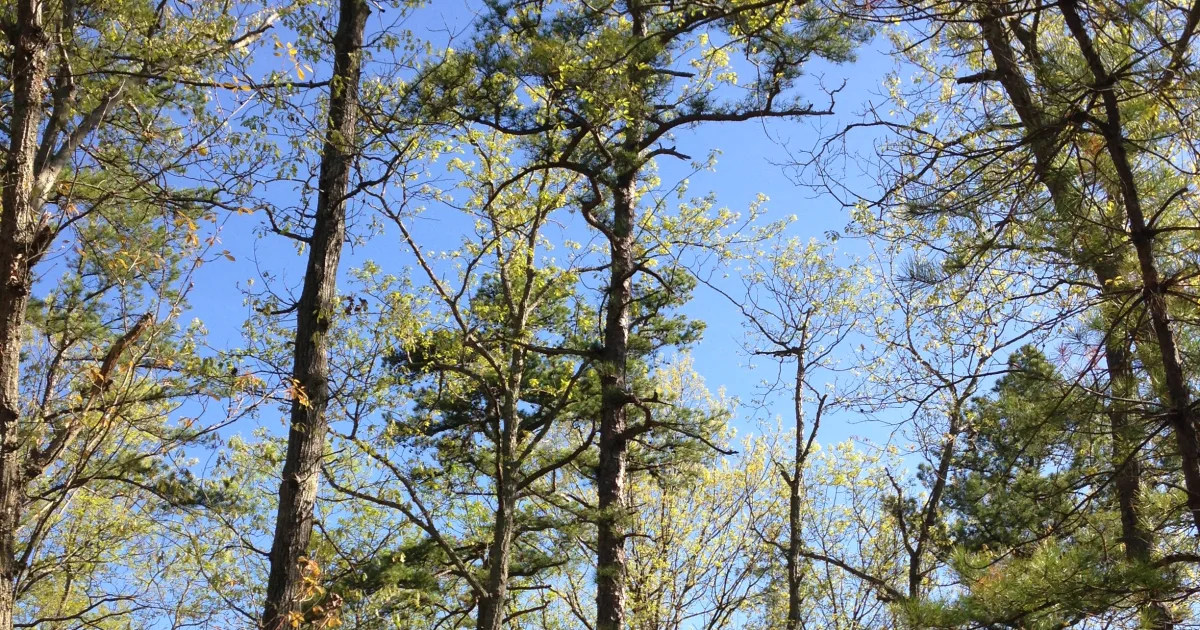 Tall Pines Trail