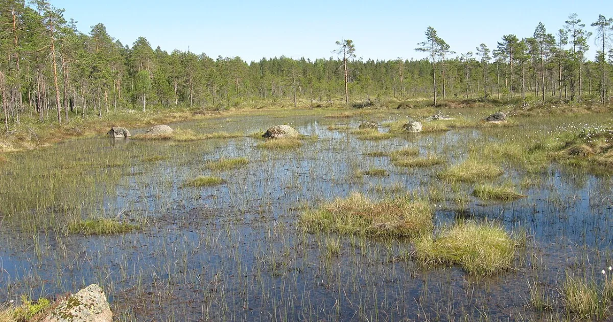 Bog Trail