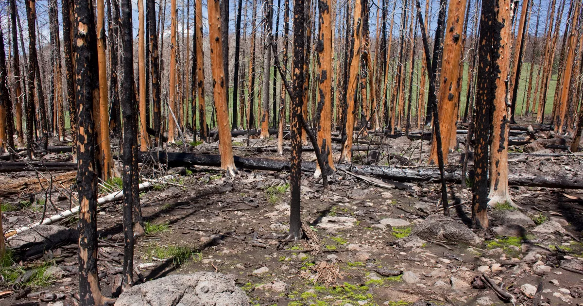 Apache Fire Trail
