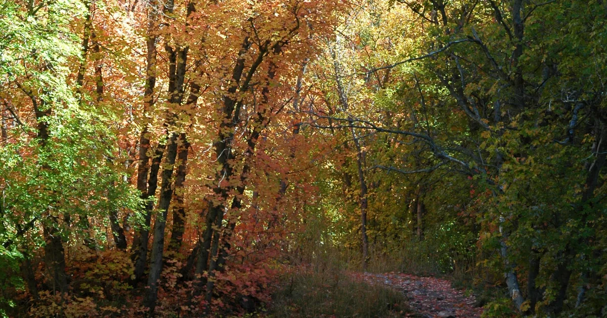 Logan Creek Trail