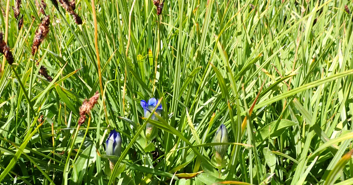 Bog Meadow Trail