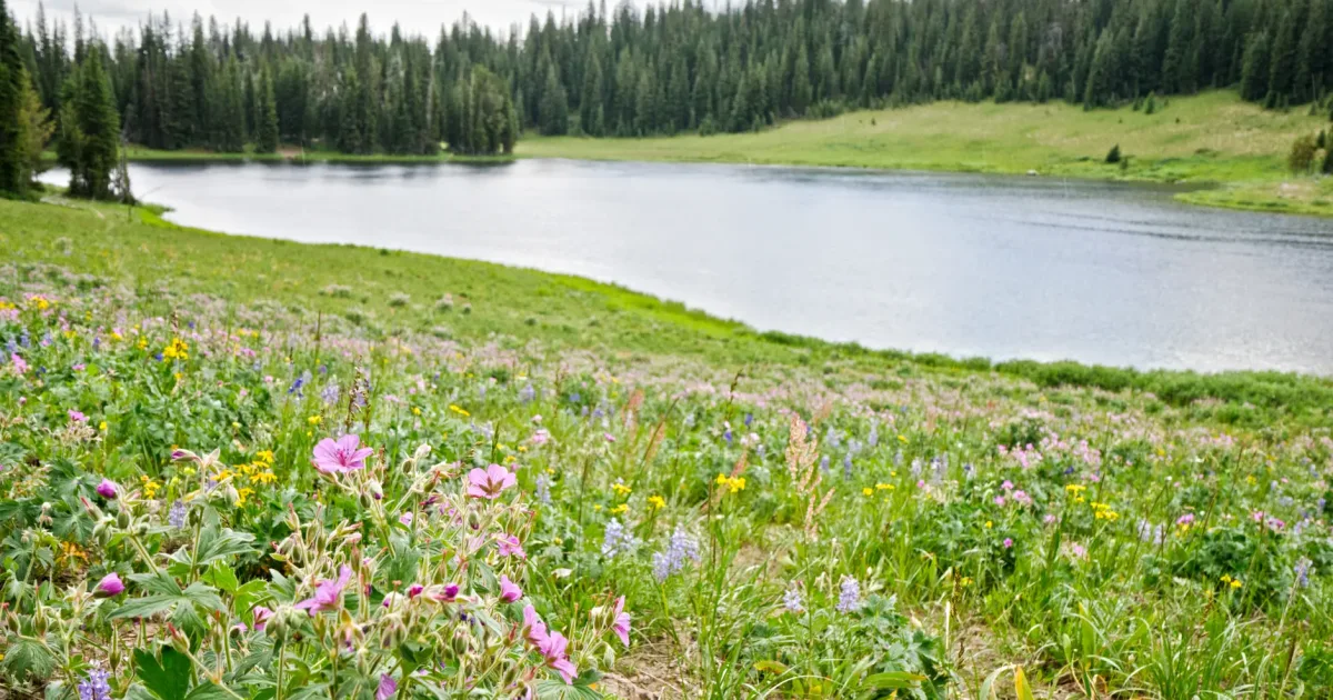 Frye Lake Trail