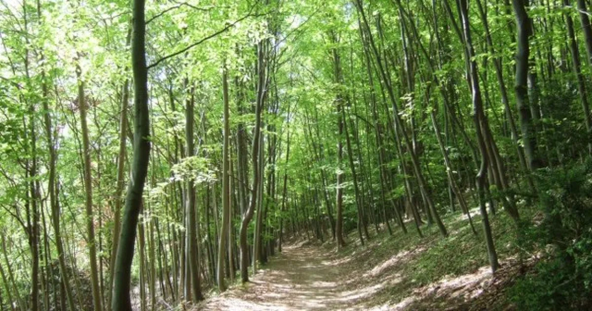 Gap Point Trail