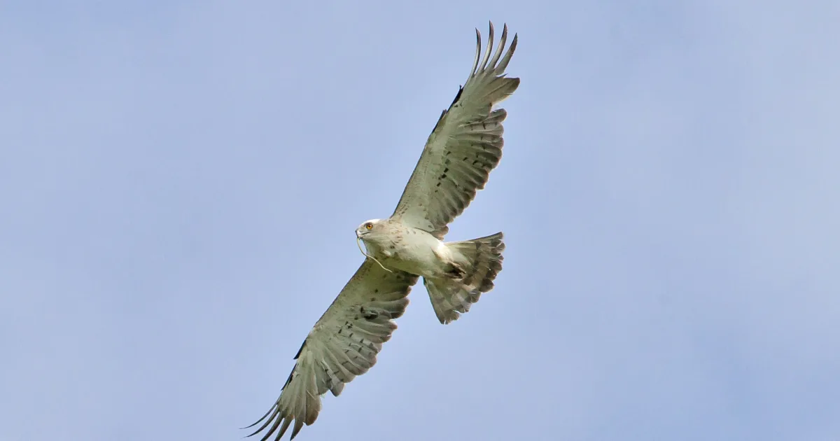 Eagle Trail