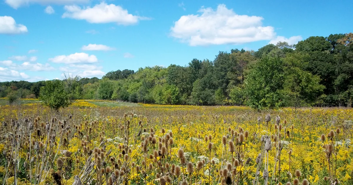 Superior Hiking Trail Section