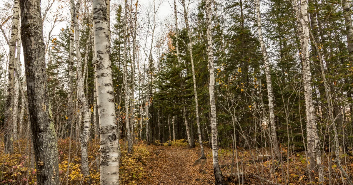 Tettegouche Lake Trail