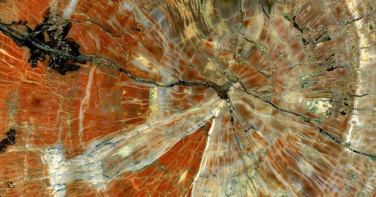 Petrified Forest Loop