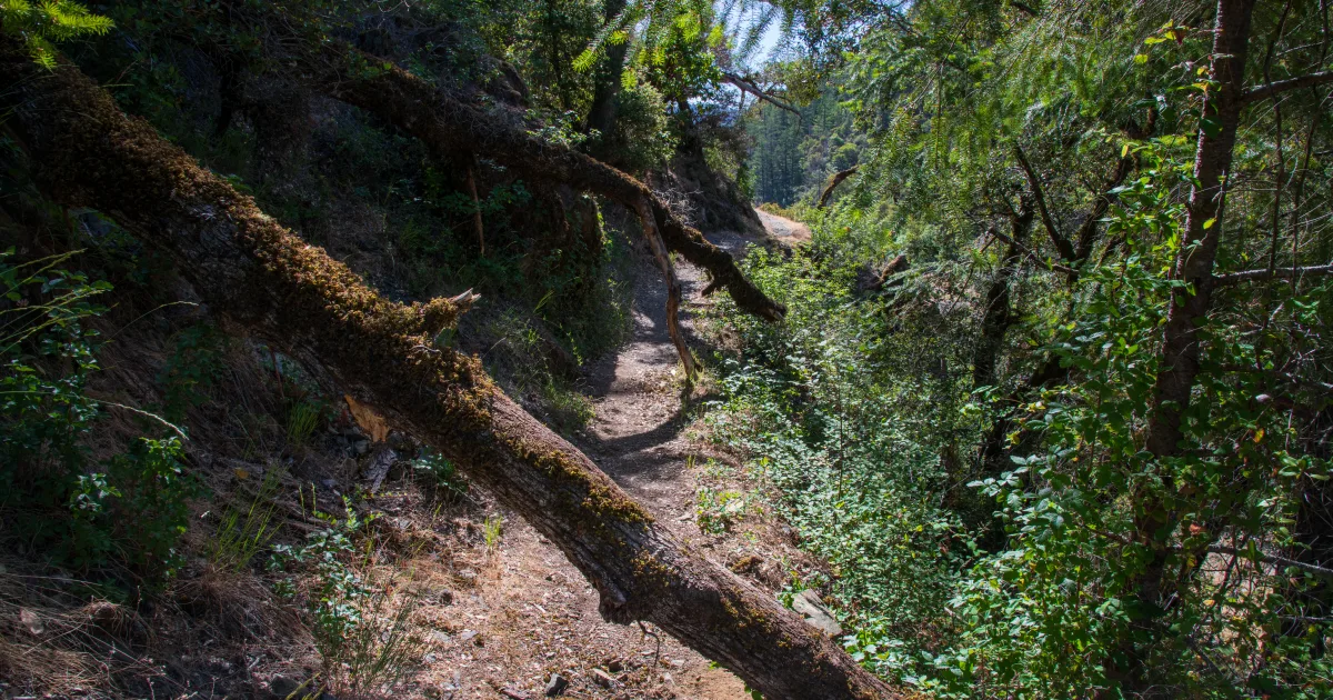 Rogue River Trail