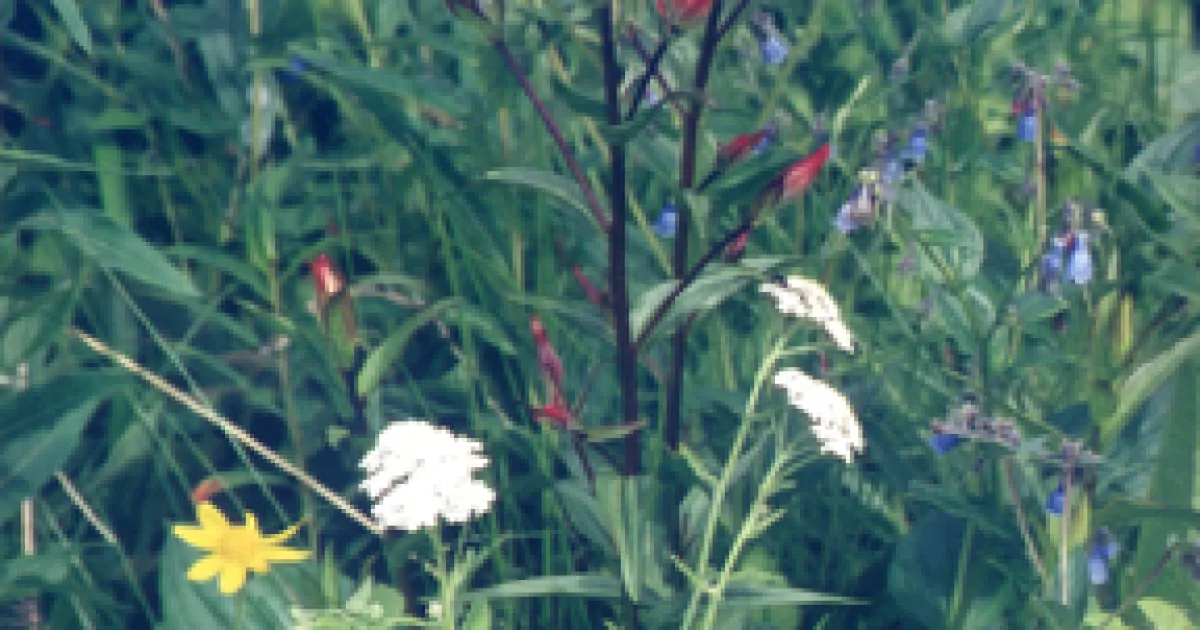 Wildflower Loop