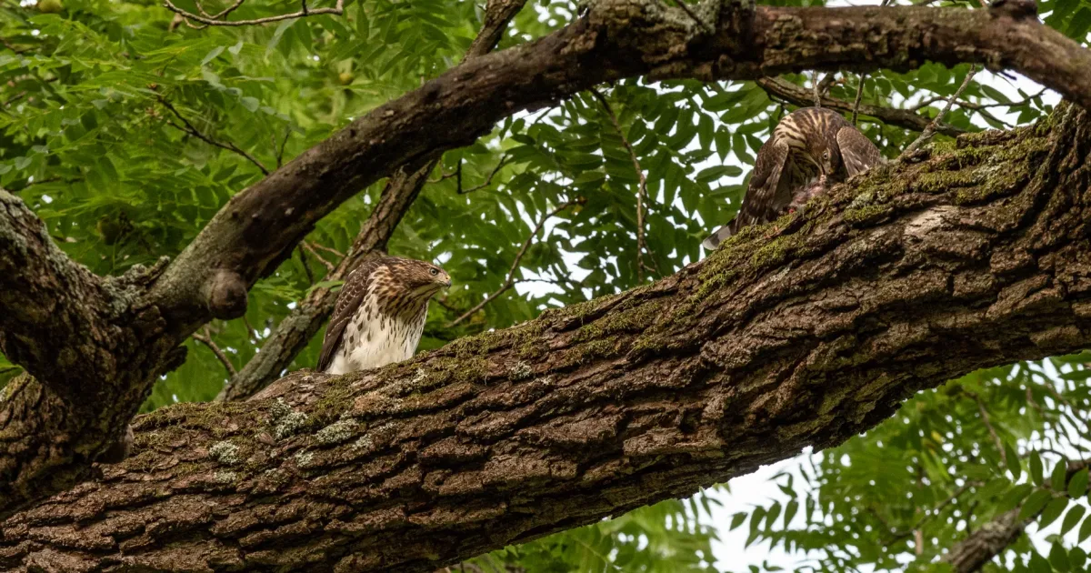 Lucas Hawk Watch Trail