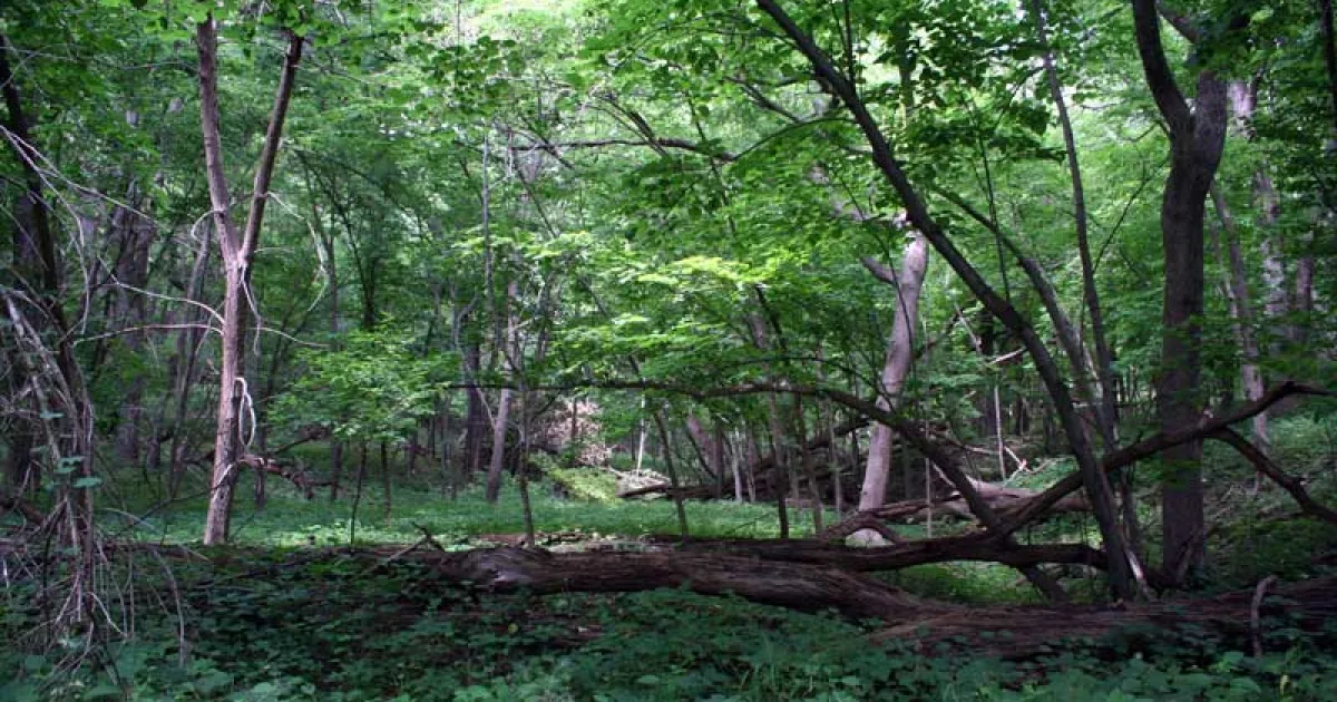 Stone State Park Loess Bluff