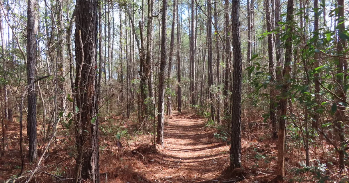 Swamp Fox Passage – Section 1 — Francis Marion NF, SC