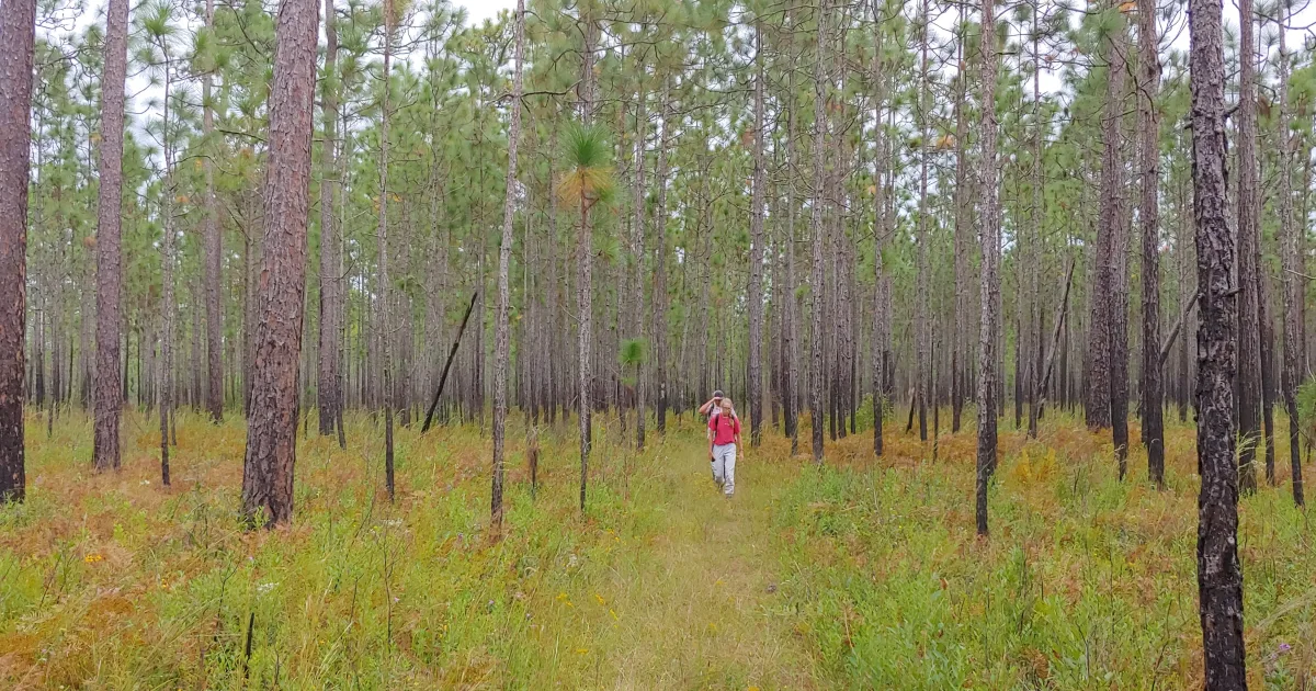Swamp Fox Passage Trail — Francis Marion NF, South Carolina