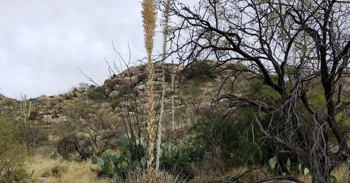 Tanque Verde Ridge Trail — Tucson, Arizona