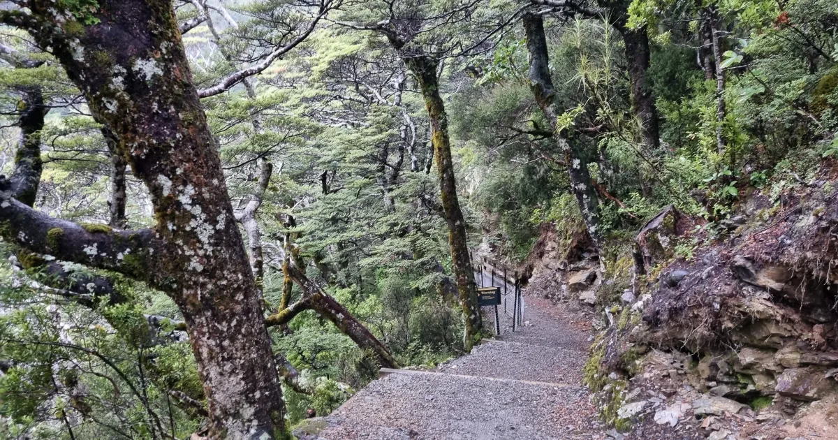 Tantalus Puu Ohia Trail