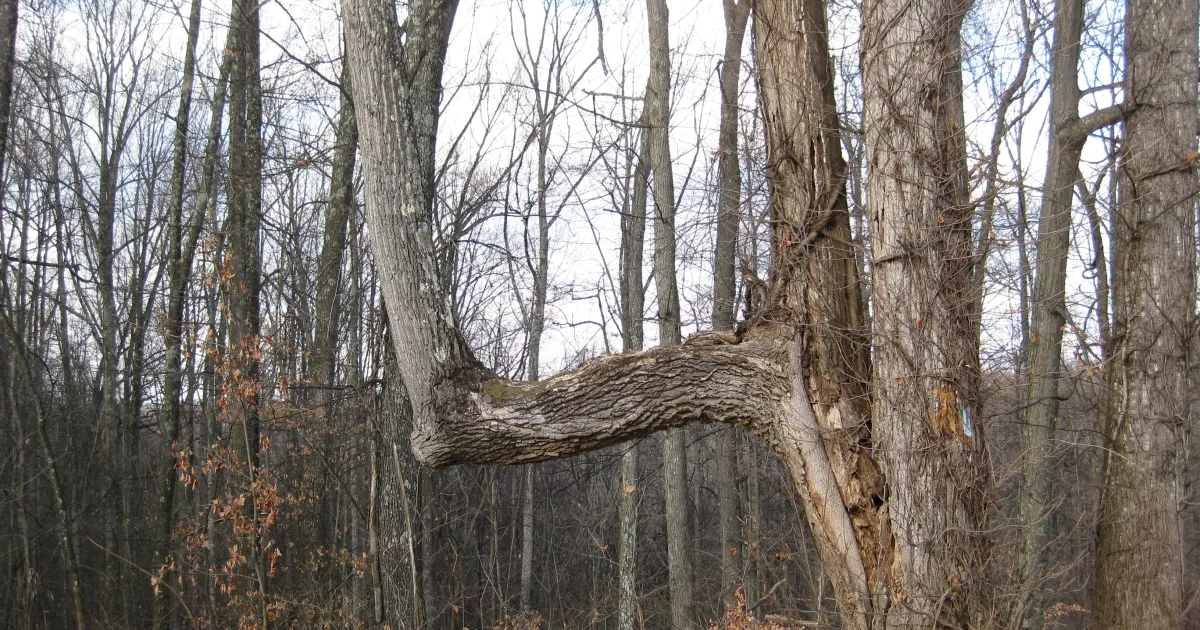 Tar Hollow State Forest Loop — Laurelville, Ohio