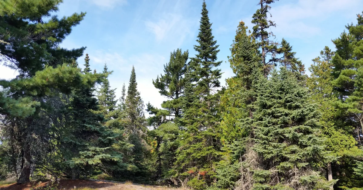 Tettegouche Shovel Point Spur