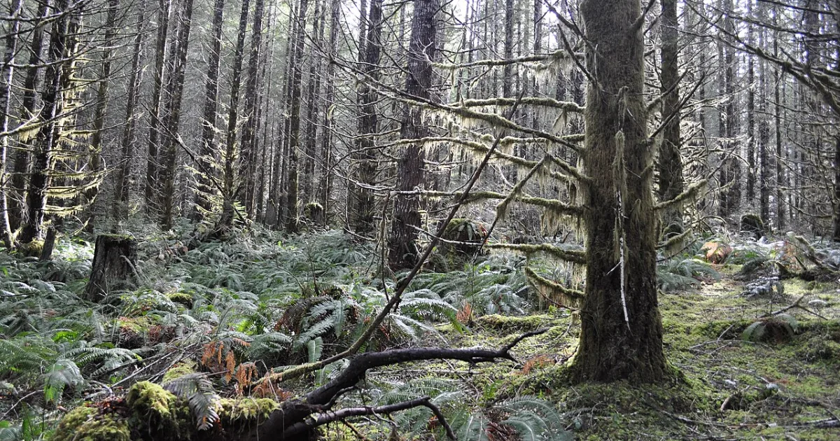 Tillamook State Forest MTB — Wilson River