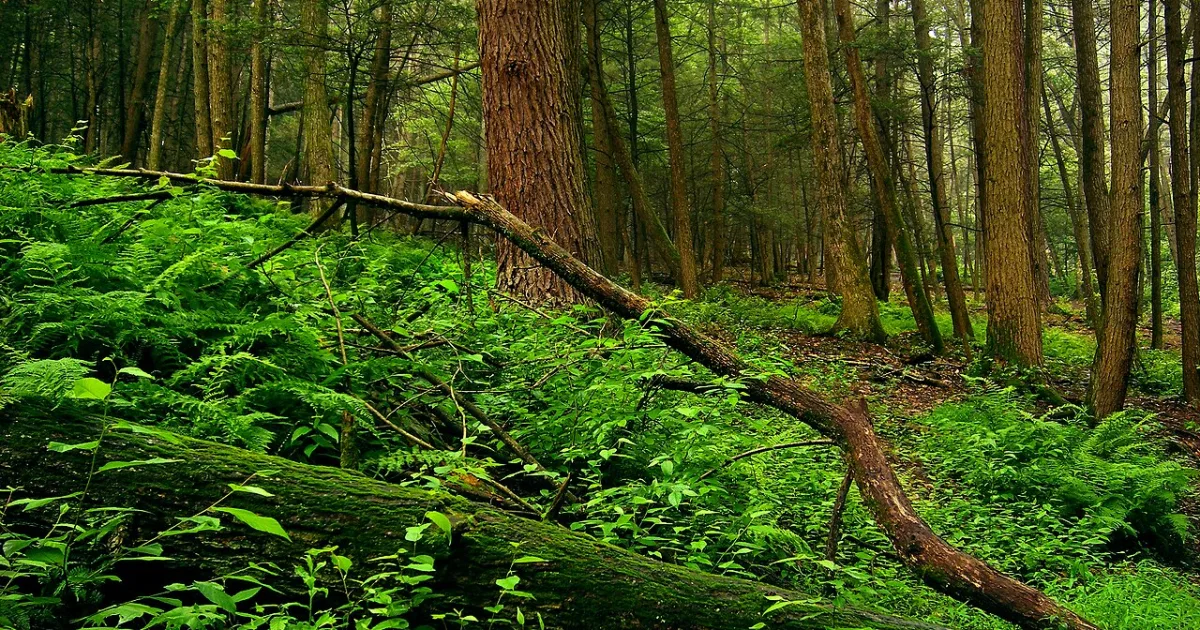Stokes State Forest Tillman Ravine Trail