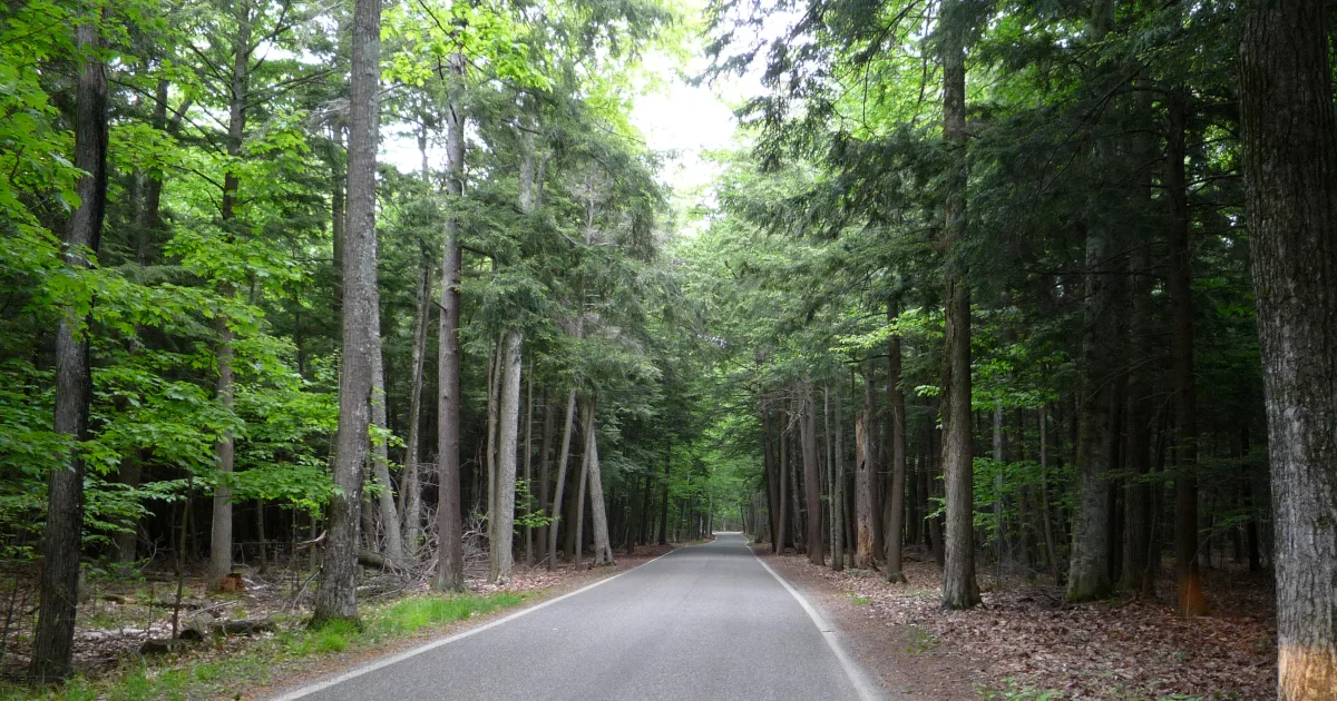 Tunnel of Trees — Gooseberry Mesa