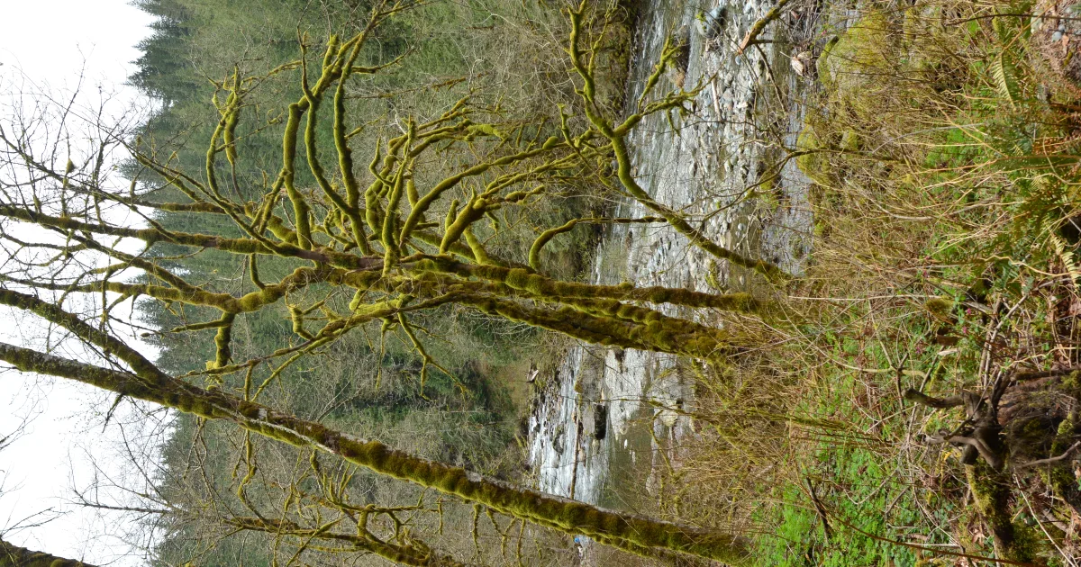 Twin Falls: A Dramatic Gorge Hike Near North Bend
