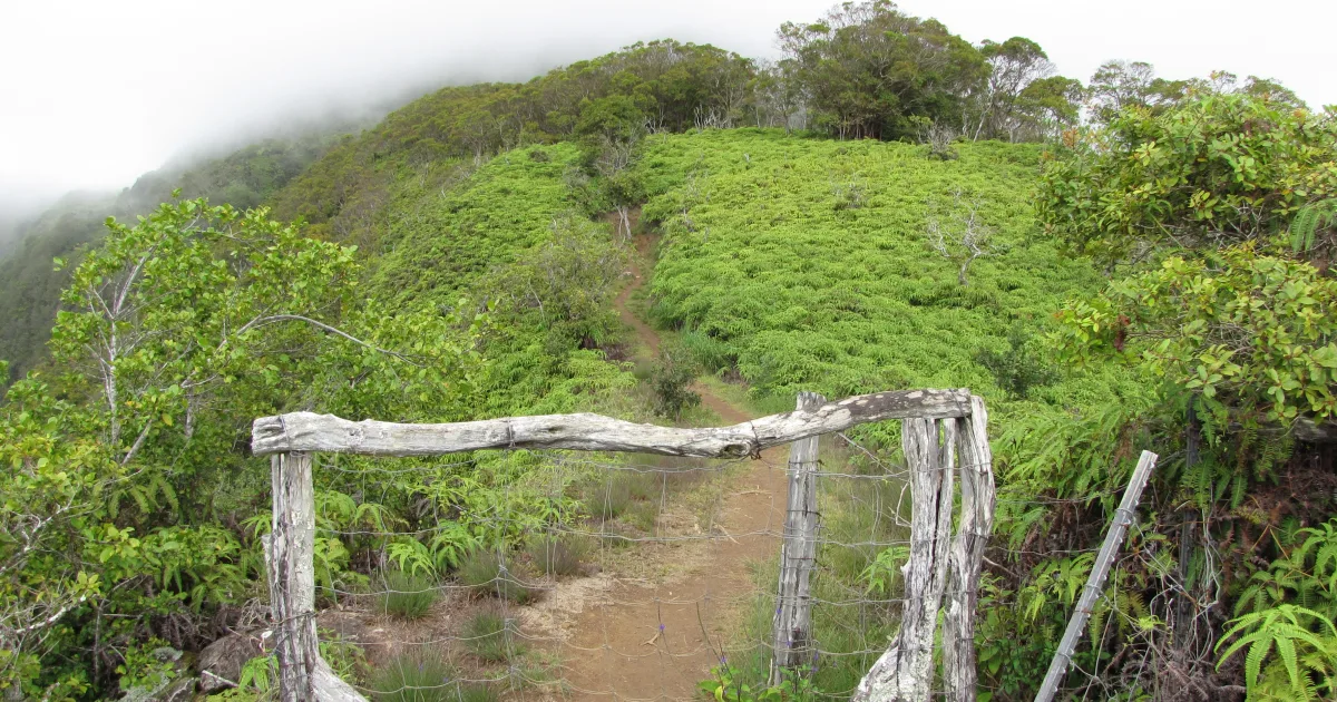 Waihee Ridge Trail