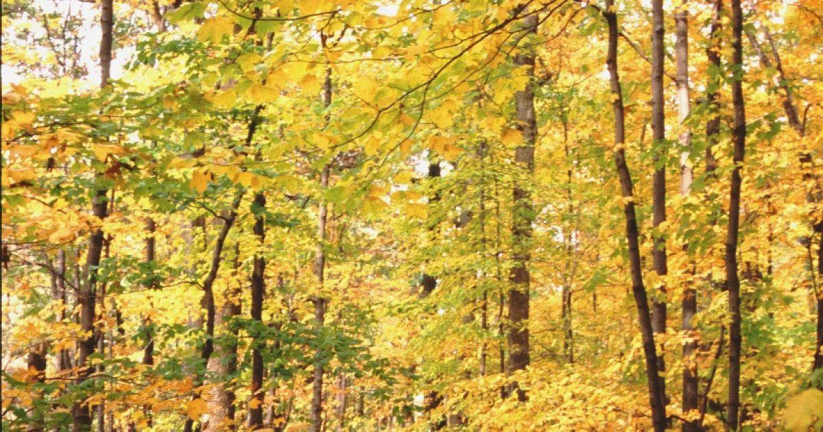 Wapahani MTB Trail