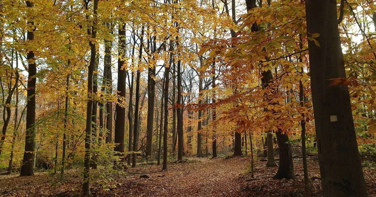 Watchung Reservation Trail