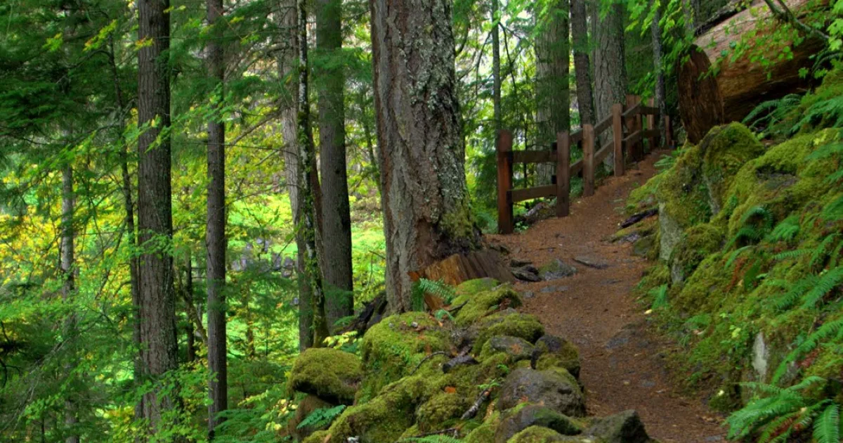 Watson Falls: The Tallest Waterfall in the Umpqua National Forest