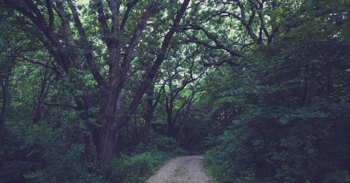 Webster State Park Trail
